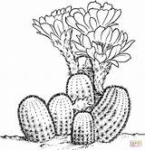 Cactus Coloring Drawing Pages Desert Clipart Sheets Printable Lobivia Cactaceae Dessin Pear Prickly Color Colorier Flower Plant Colouring Draw Online sketch template
