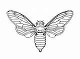 Coloring Pages Insect Realistic Getdrawings sketch template