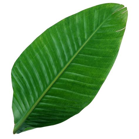 green leaf isolated  transparent background  design element