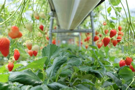 strawberries grow top facts tips