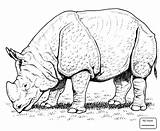Rhino Coloring Rhinoceros Pages Indian Rhinos Printable Color Realistic Supercoloring Clipart Outline Cartoons Animals Getdrawings Desenhos Drawing Africana Print sketch template
