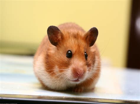 hamster p