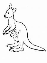 Kangaroo Mammals Wallaby sketch template