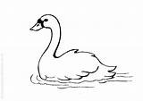 Cygne Coloriage Cisne Swan Coloriages Colorier Cygnes sketch template
