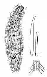 Protozoa Hieronymus Ciliate sketch template