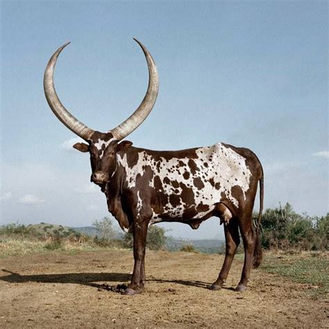 images  watusi   web  pinterest horns mammals