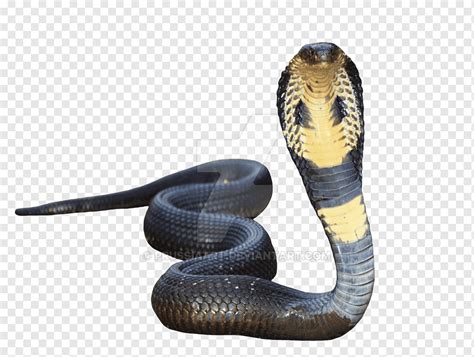 indian cobra snake king cobra snake animals scaled reptile cobra png pngwing