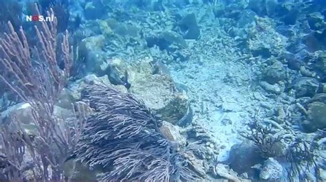koraalrif curacao vernield bij aanleg pier door bam animals today