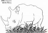 Rhino Rinoceronte Rhinoceros Rhinocéros Nashorn Colorier Breitmaulnashorn Hugolescargot Designlooter Colorironline sketch template