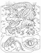 Coloring Alligator Pages Printable Kids sketch template