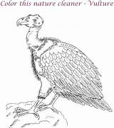 Coloring Vulture Pages Printable Kids Print Color Getcolorings sketch template