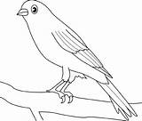 Canary Coloring Color Pages Bird Print Drawings Animal Cu Desene Birds Pentru Imagini Sheet sketch template