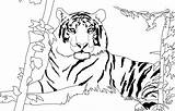 Tiger Coloring Siberian Pages Color Tigers Printable Getcolorings Print sketch template
