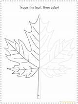 Tracing Coloring Leaf sketch template