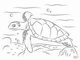 Turtle Coloring Sea Hawksbill Pages Cute Turtles Printable Drawing Reptiles Drawings Kids Animal sketch template