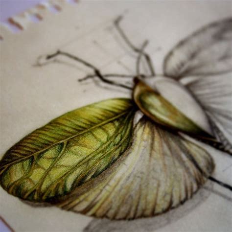 insects images  pinterest drawings  bugs  insects