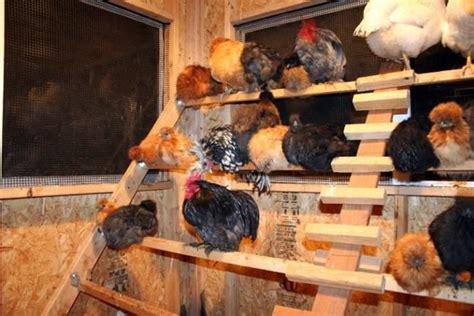 recommended chicken roosting ideas  coop chicken
