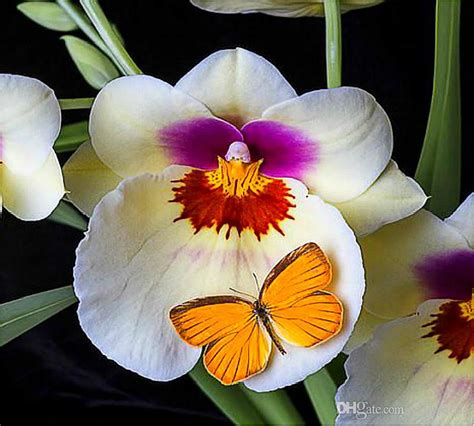 2020 30 Grains Rare Butterfly Orchid Seeds Flower Seeds