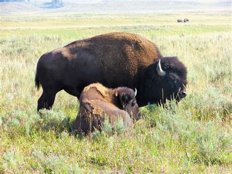 A Surprise Bison Encounter In Yellowstone National Park