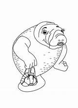 Manatee Pages Coloring Cute Undersea Drawing Getdrawings Kids Index Print Folders Colpages sketch template