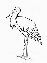 Stork Coloring Pages Storks Print Movie Template Designlooter Birds Color Recommended sketch template