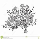 Coloring Succulent Vector Plants Illustration Book Drawn Hand Composition Pages Flower Print Plant Isolated Graphic Dreamstime Garden Background Tattoo Choose sketch template