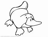 Platypus Drawing Coloring Pages Step Getdrawings sketch template