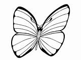Butterfly Coloring Pages sketch template
