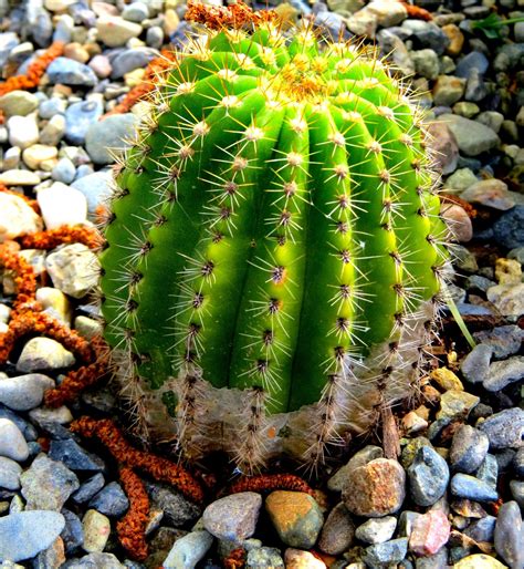 kostenlose foto natur kaktus blume dorn gruen natuerlich botanik