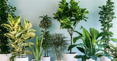 contoh gambar tumbuhan  berkembang biak secara generatif informasi seputar tanaman hias