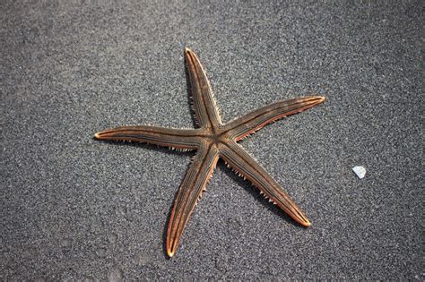 fascinating facts  starfish outdoor revival
