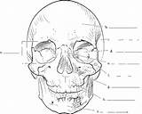 Worksheet Frontal Bones Studying Physiology Nasal sketch template