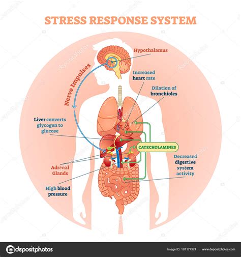 stress response system vector illustration diagram stock vector image
