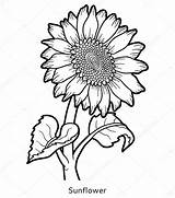 Girasole Girasol Realistic Girasoli Girassol June Vettoriale sketch template