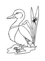 Duck Mallard Coloring Pages Drawing Drake Color Printable Template Sketch Supercoloring sketch template