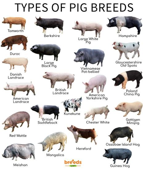 pig breeds facts types  pictures