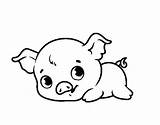 Coloring Piggy Dibujos Bambino Colorare Granja Cerdito Cerdos Pigs Cachorros Disegni Porky Acolore Bebé Maiali Cuccioli Maiale Fango Coloringhome Cerditos sketch template