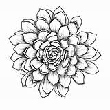 Succulent Line Outline Flower Drawing Flowers Succulents Close Beautiful Vector Agave Cactus 123rf Clipartmag sketch template