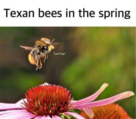 Texan Bees In The Spring Beehaw Meme Shut Up And Take My Money