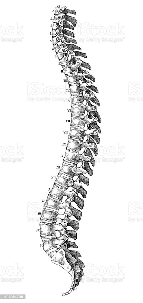 Human Anatomy Scientific Illustrations Spine Stock