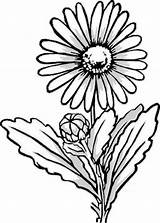 Flower Coloring Pages Beautiful Delicate Clematis Familyfuncartoons sketch template