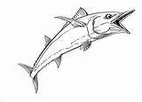 Wahoo Fish Behance Highlights Grey sketch template
