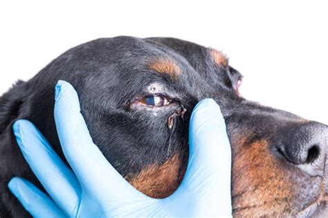 malattie piu comuni agli occhi del cane ecco  disturbi frequenti