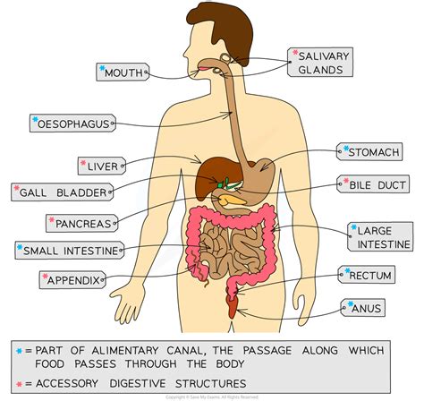 The Human Digestive System 2 1 3 Aqa Gcse Biology Revision Notes