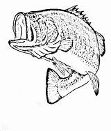 Fish Coloring Bass Pages Cod Smallmouth Drawing Realistic Walleye Printable Drawings Print Detailed Paintingvalley Color Getdrawings Getcolorings Easy Kids sketch template