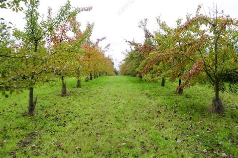orchard stock image  science photo library