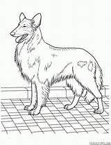 Collie sketch template