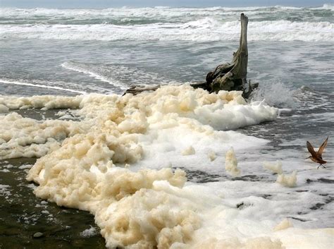 sea foam arnold zwickys blog