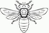 Abeja Bees Bee Imprimir Dibujar Abelha Colorir Recortar Adornar Iluminar Shape Insectos Dificil Bumble sketch template