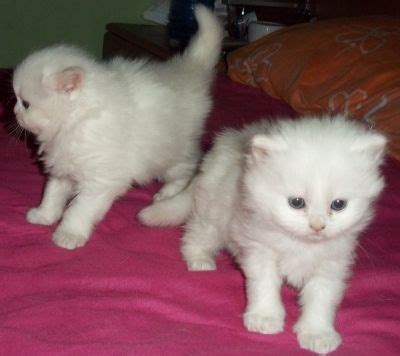 uae adorable teacup persian kittens  adoption fluffy cat kitten adoption ghost cat